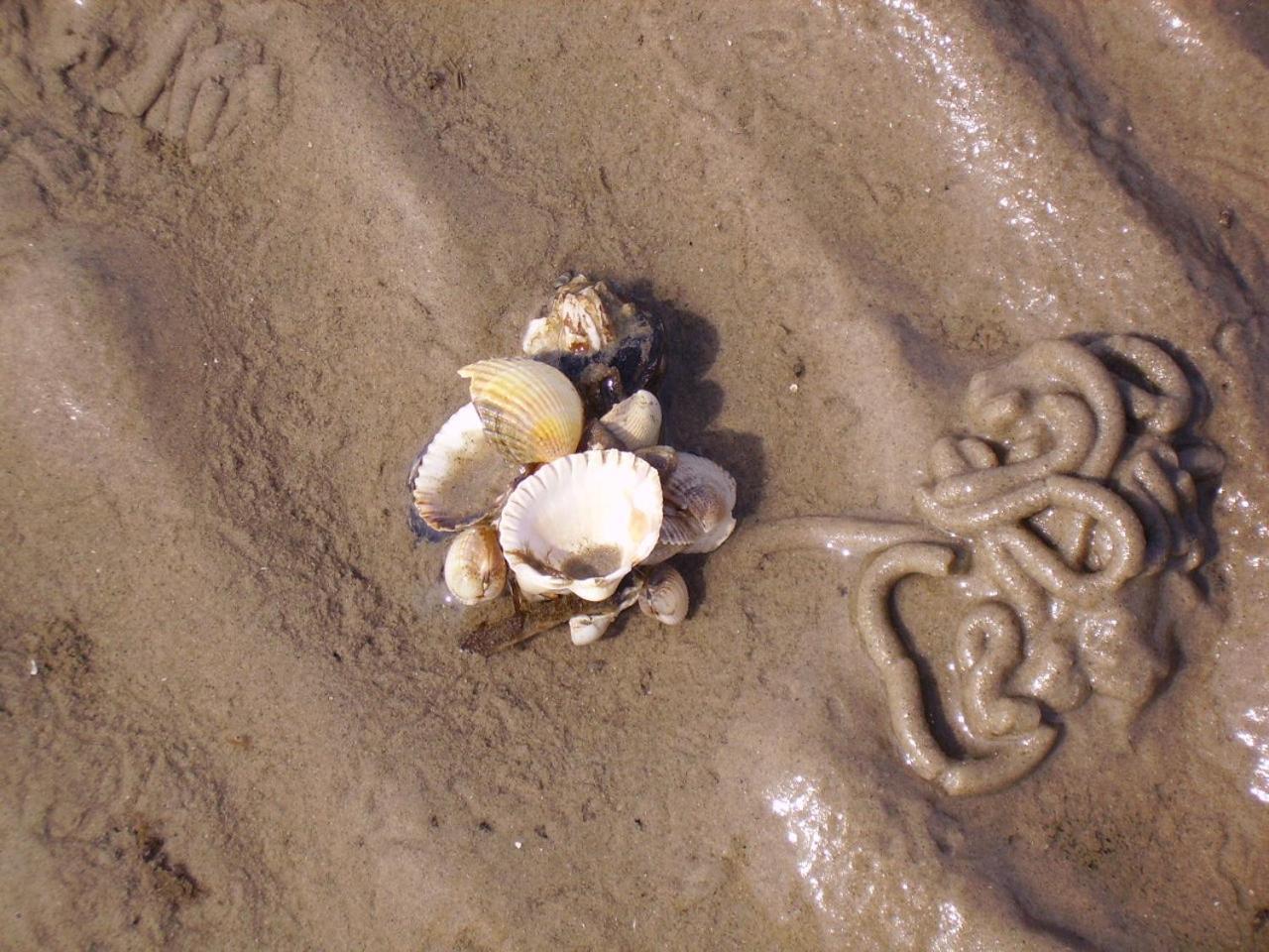 Nordsee Lodge Pellworm Esterno foto